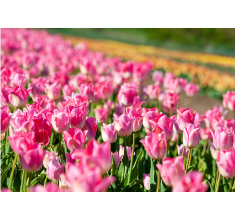 Tapisserie tulipes champ de fleurs vibrantes - TenStickers