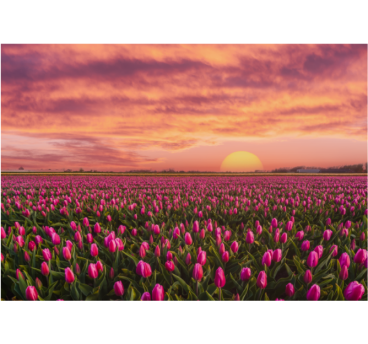 Tapisserie fleur champ de tulipes au coucher de soleil - TenStickers