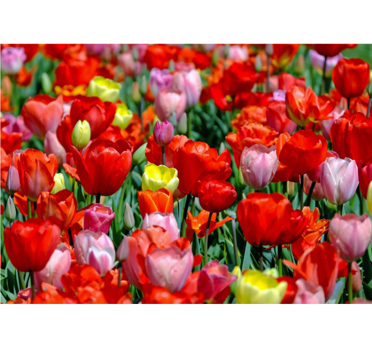 Tapisserie fleur prairie de tulipes colorées - TenStickers