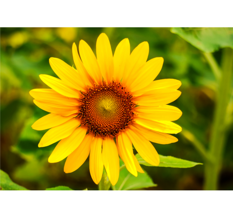Tapisserie fleur floraison vibrante de tournesol - TenStickers