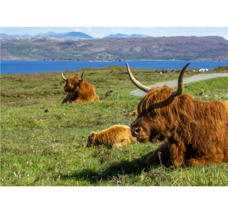 Papiers peints nature vaches des highlands paissant - TenStickers