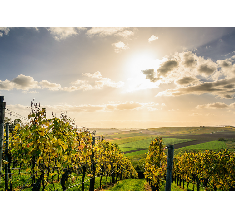 Tapisserie paysage vue de coucher de soleil sur vignoble - TenStickers