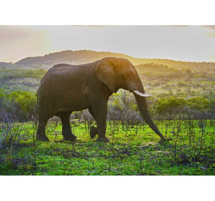 Tapisserie animaux scène d'Éléphant majestueux - TenStickers