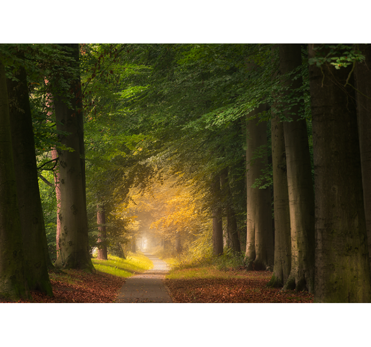 Tapisserie nature scène de chemin forestier - TenStickers