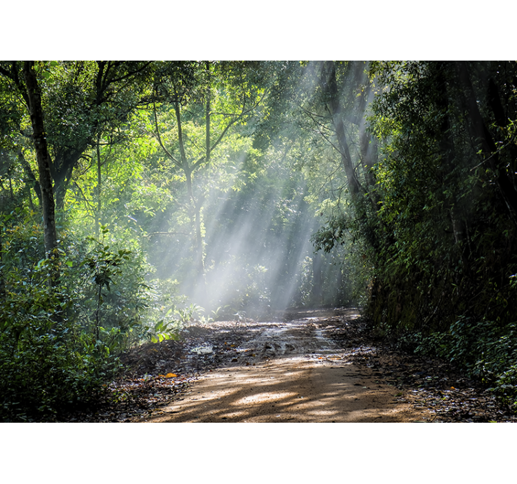 Tapisserie nature sentier lumineux en forêt - TenStickers