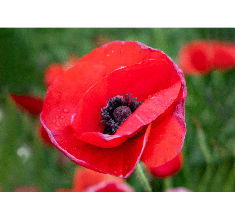 Tapisserie coquelicots fleur de pavot rouge - TenStickers
