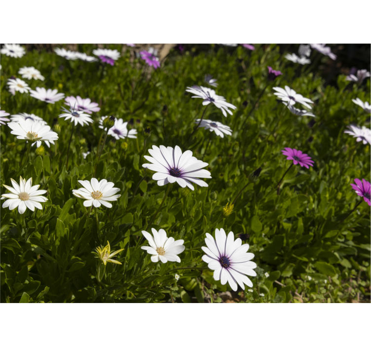 Tapisserie fleur marguerites et verts - TenStickers