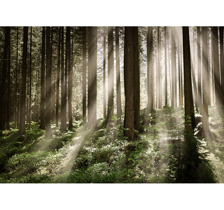 Tapisserie forêt rayons lumineux de la forêt - TenStickers