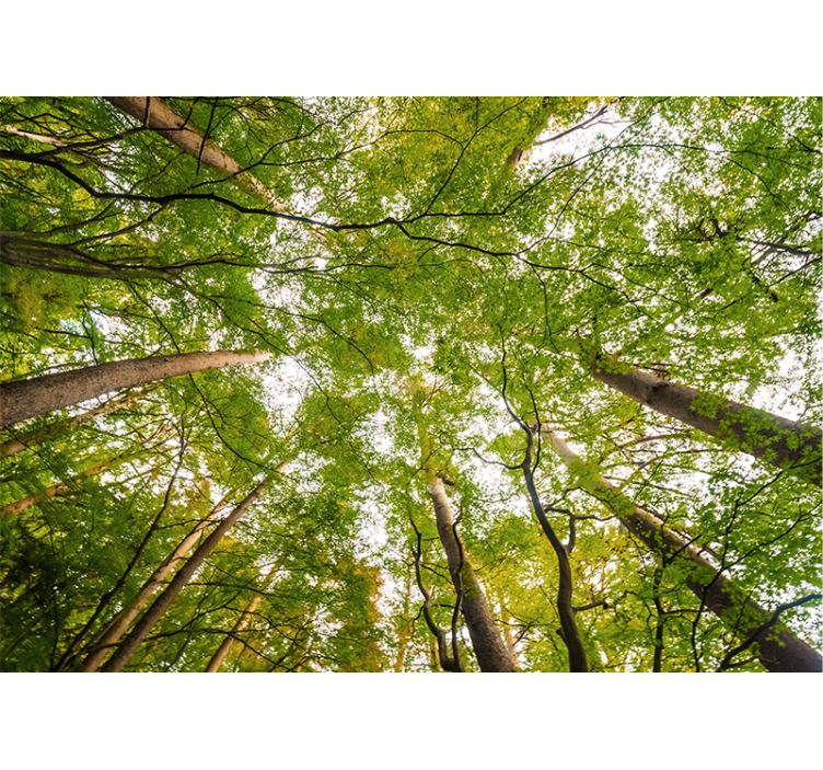 Tapisserie forêt canopée verte luxuriante - TenStickers