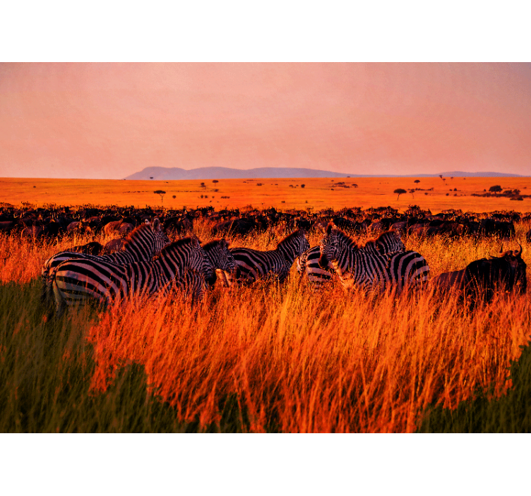 Papiers peints nature zèbres dans le serengeti - TenStickers