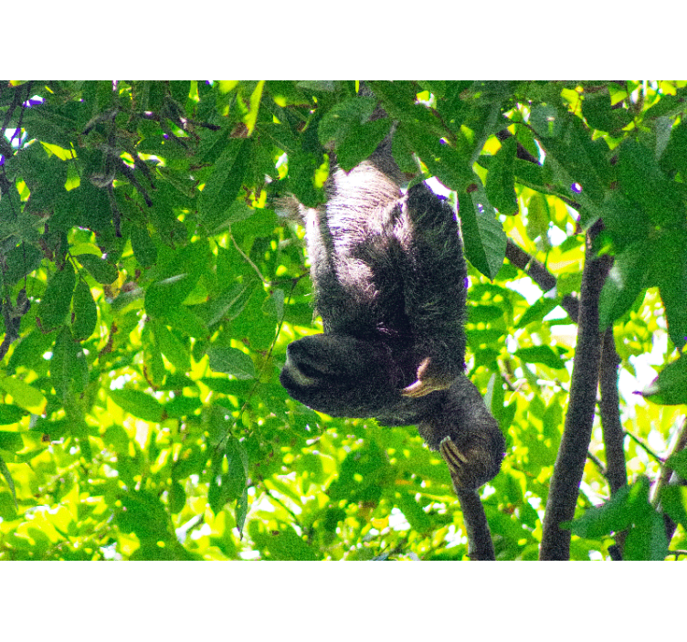 Tapisserie animaux paresseux suspendus au feuillage - TenStickers