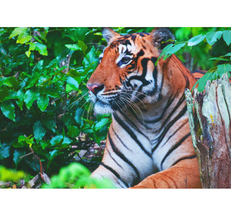 Tapisserie jungle tigre majestueux en contemplation - TenStickers