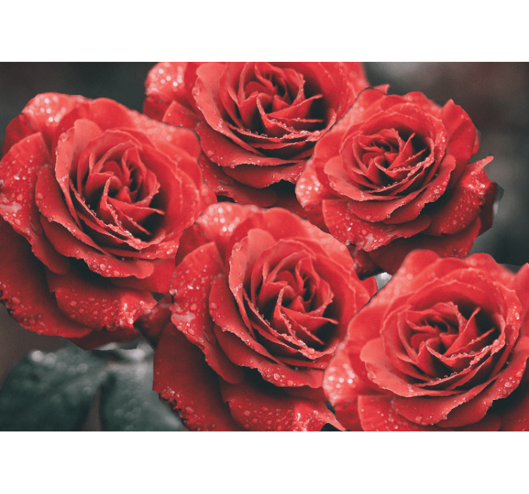 Tapisserie fleur roses cramoisies en fleurs - TenStickers