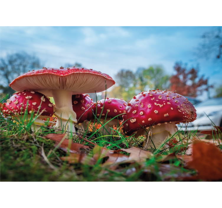 Tapisserie nature champignons rouges en cluster - TenStickers