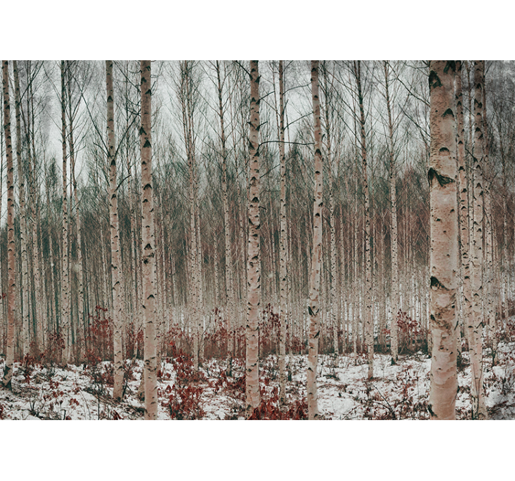 Tapisserie forêt paysage de bouleaux - TenStickers