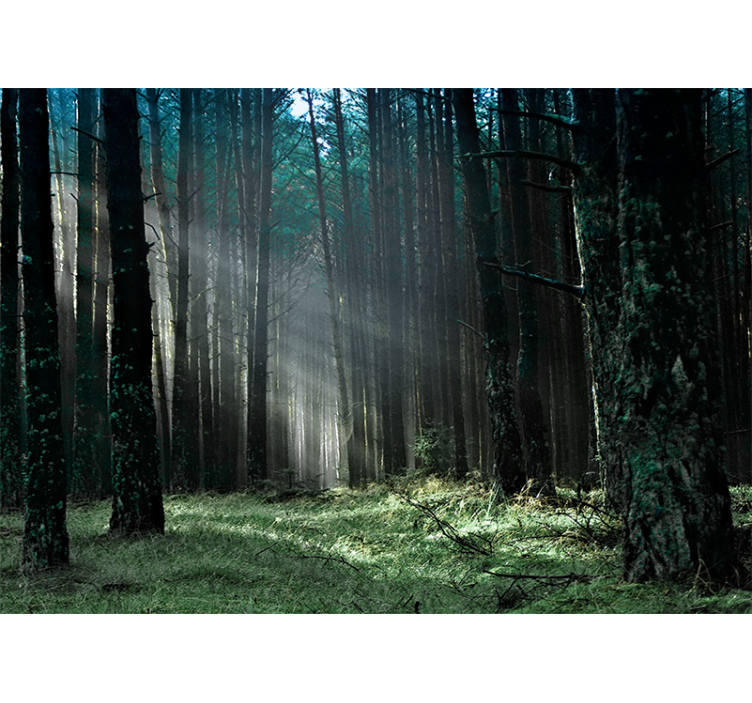 Papier peint forêt sentier lumineux en forêt - TenStickers