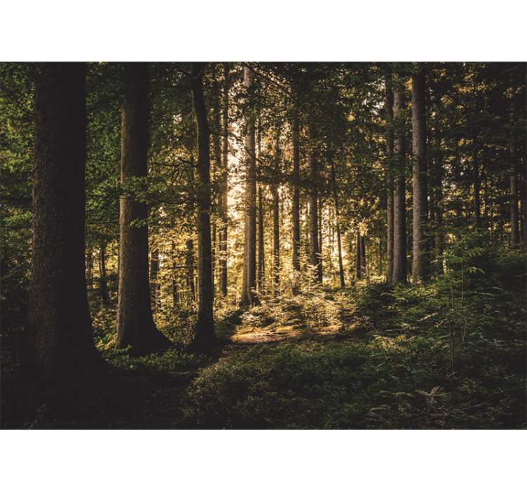 Papier peint forêt chemin lumineux en forêt - TenStickers