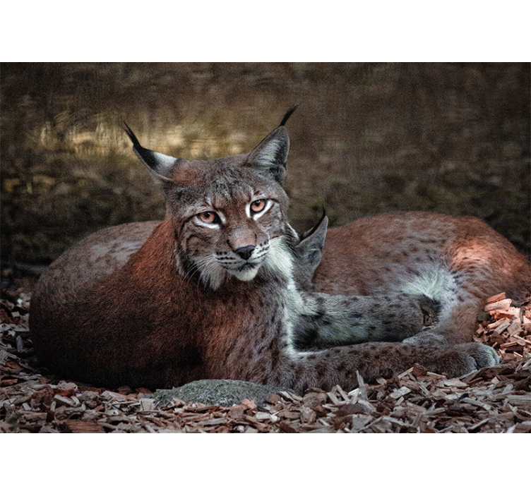 Tapisserie animaux lynx dormant en duo - TenStickers
