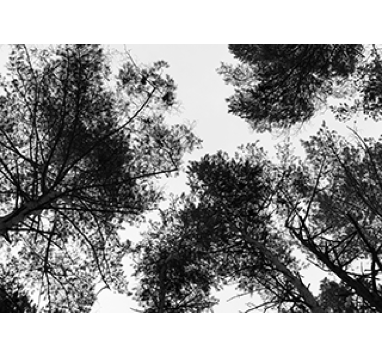 Papier peint panoramique arbre vu d'en bas - TenStickers