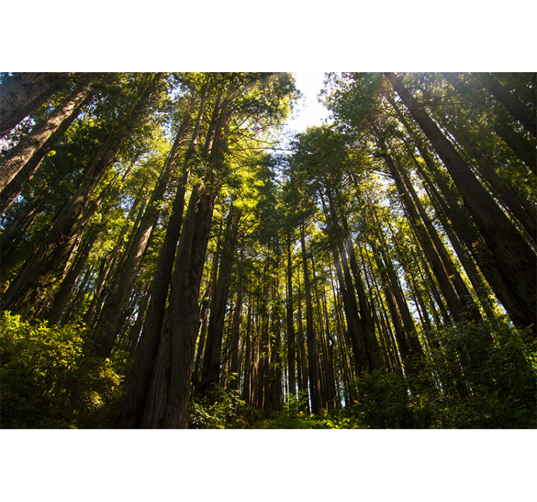 Tapisserie murale forêt grands arbres - TenStickers