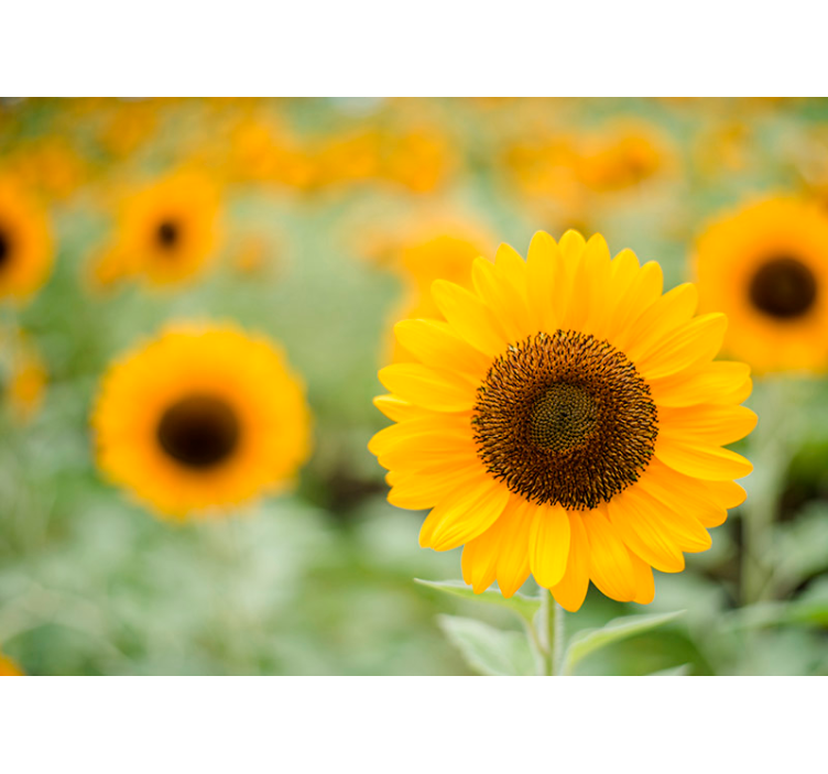 Tapisserie fleur point focal du tournesol - TenStickers