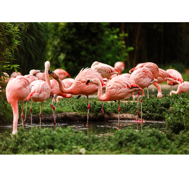 Tapisserie animaux rassemblement de flamants roses - TenStickers