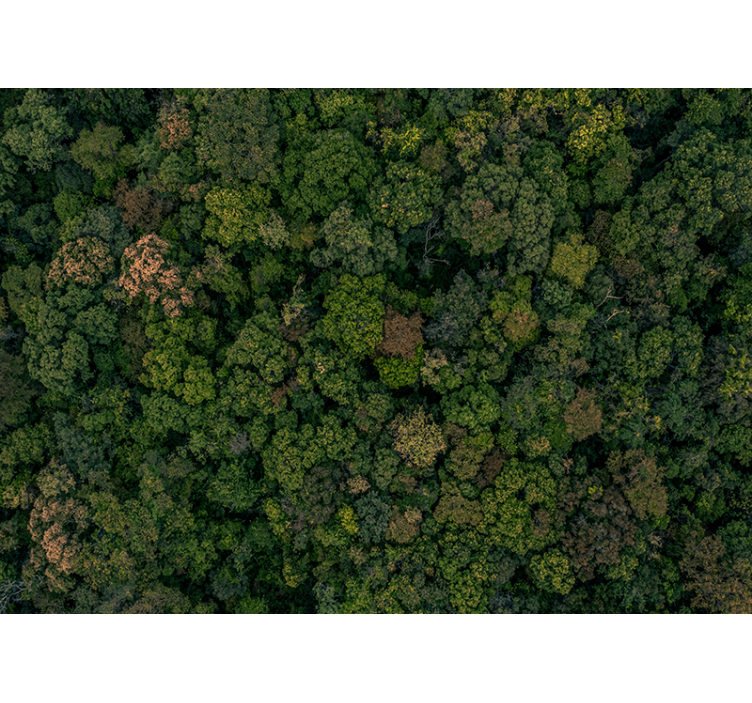 Tapisserie jungle vue aérienne de la forêt - TenStickers