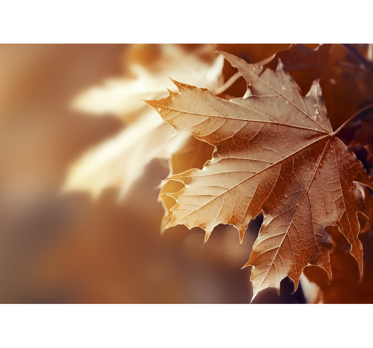 Tapisserie fleur gros plan sur feuille d'érable - TenStickers