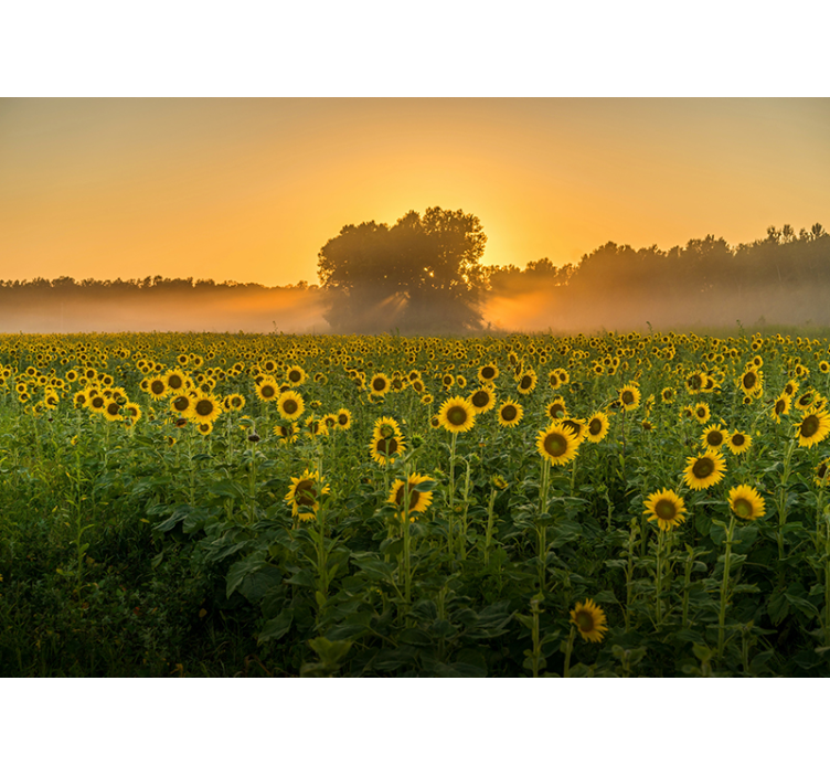 Tapisserie fleur champ de tournesols au coucher du soleil - TenStickers