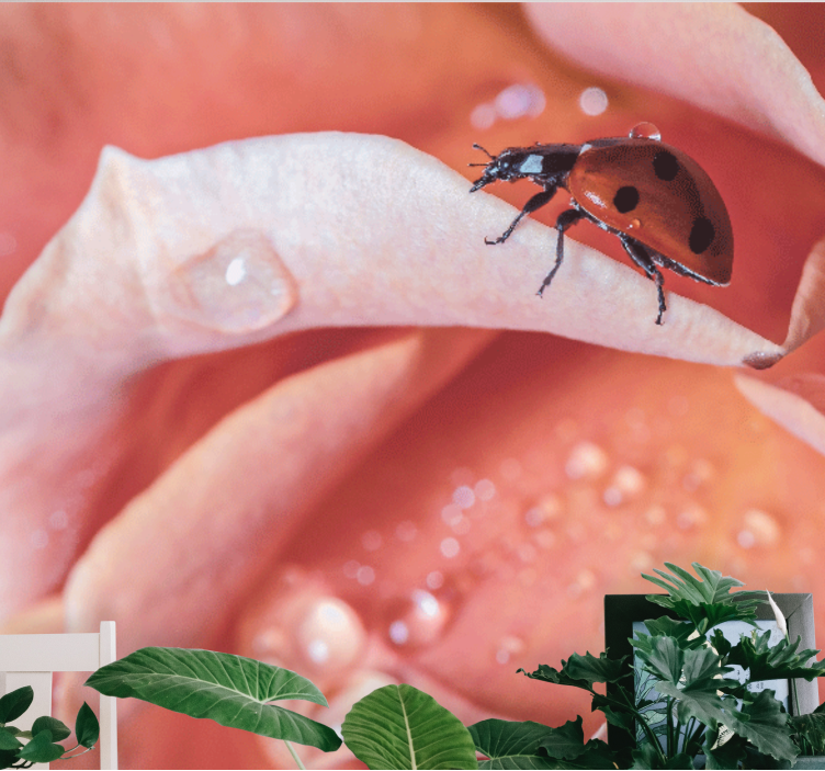 Tapisserie fleur coccinelle sur pétale - TenStickers