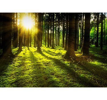 Tapisserie panoramique foret forêt ensoleillée - TenStickers