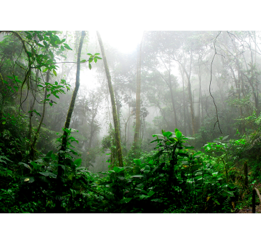 Papier peint forêt jungle sombre - TenStickers