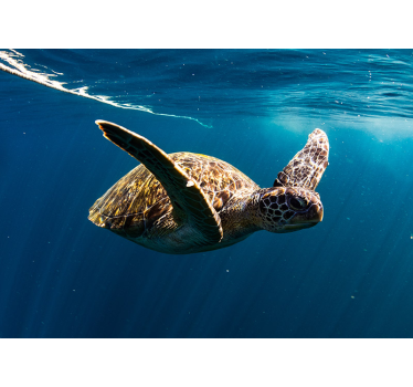 Papier peint photo Tortue sous la mer - TenStickers