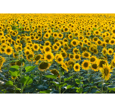 énorme papier peint mural champ de tournesols - TenStickers