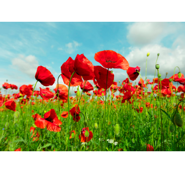 Tapisserie murale immense champ de coquelicot - TenStickers
