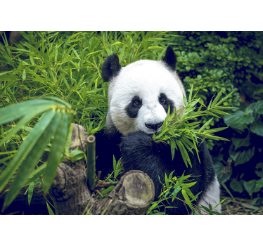 Photo murale Panda et bambou - TenStickers