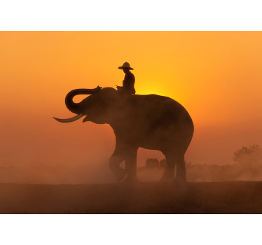 éléphant d'asie au papier peint mural coucher de soleil - TenStickers
