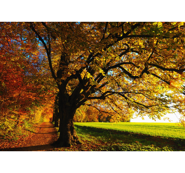 Tapisserie arbre chemin forestier d'automne - TenStickers