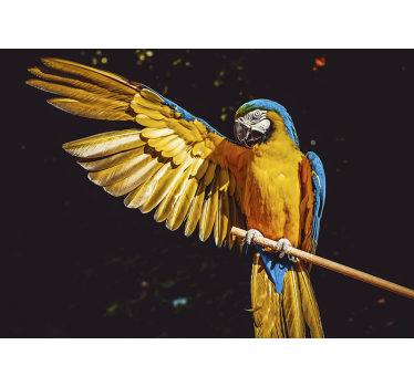 Photo murale oiseau tropical Perroquet - TenStickers