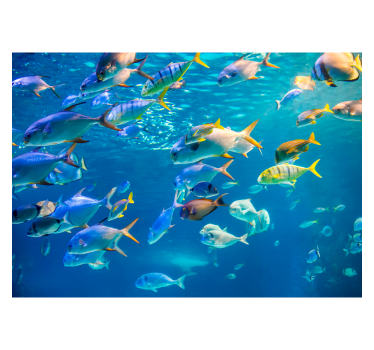 Tapisserie murale poissons nageants dans l'eau - TenStickers