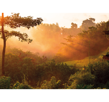 Papier peint mural foret Lever du soleil sur la jungle - TenStickers