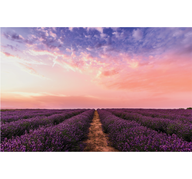 Tapisserie fleur coucher de soleil sur un champ de lavande - TenStickers
