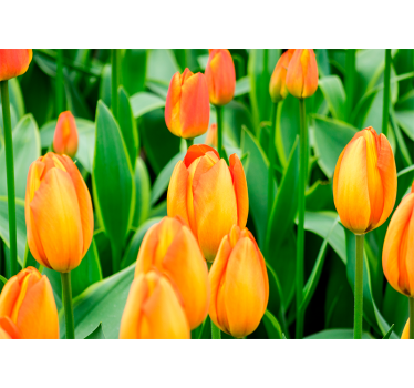 Tapisserie tulipes Éclosions de tulipes en abondance - TenStickers