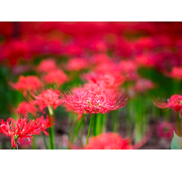 Tapisserie coquelicots fleurs écarlates vives - TenStickers
