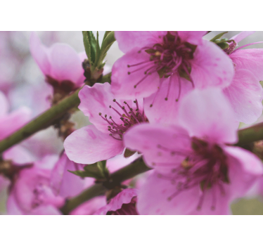 Tapisserie coquelicots fleurs roses rayonnantes - TenStickers