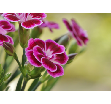 Tapisserie coquelicots Émerveillement floral - TenStickers