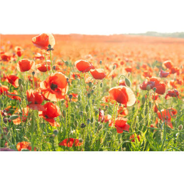 Tapisserie coquelicots champs de coquelicots ensoleillés - TenStickers