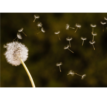 Tapisserie pissenlit nuages de graines flottantes - TenStickers
