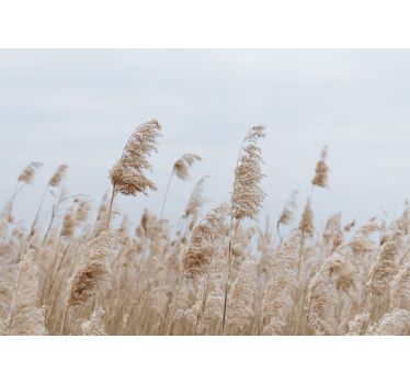 Tapisserie prairie sérénité de l'herbe de la pampa - TenStickers