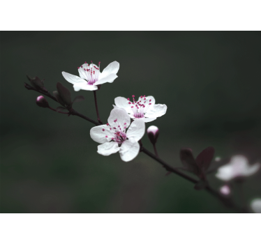Tapisserie coquelicots branche de sakura - TenStickers